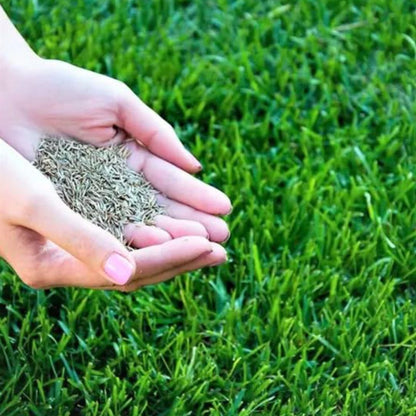 Grass Seeds - Best For Your Home Gardening | Pack Of 100 Seeds 🌱