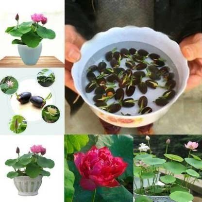 Premium Japanese Bonsai Lotus Seeds - High Fragrance (Pack of 60 seeds)