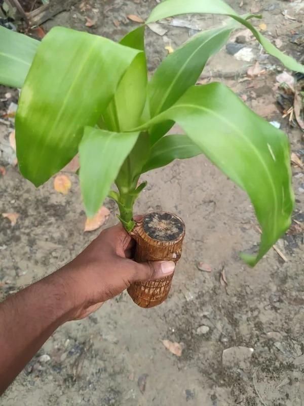 🔥 Brazilian Lucky Wood, Mini Home Plant Decorations.🔥 FREE DELIVERY