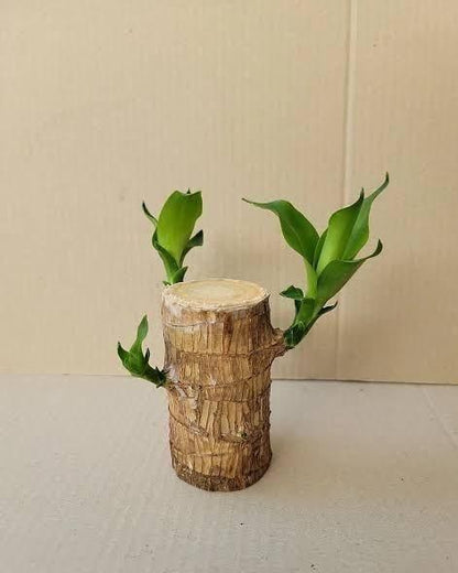 🔥 Brazilian Lucky Wood, Mini Home Plant Decorations.🔥 FREE DELIVERY