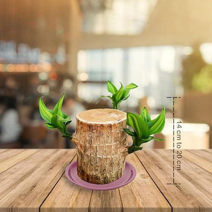 🔥 Brazilian Lucky Wood, Mini Home Plant Decorations.🔥 FREE DELIVERY