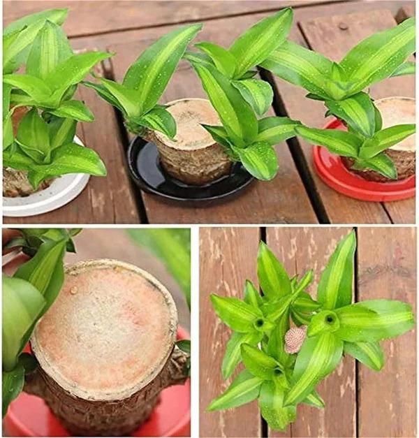 🔥 Brazilian Lucky Wood, Mini Home Plant Decorations.🔥 FREE DELIVERY