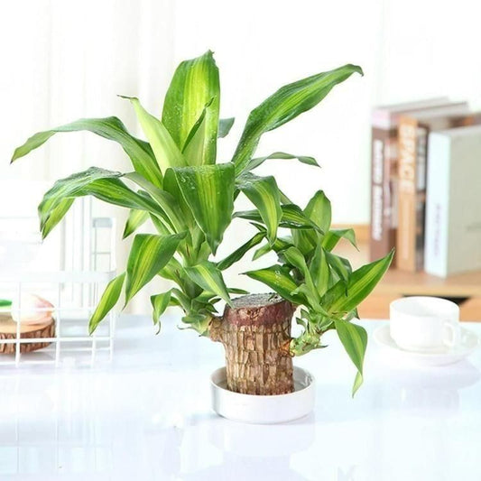 🔥 Brazilian Lucky Wood, Mini Home Plant Decorations.🔥 FREE DELIVERY