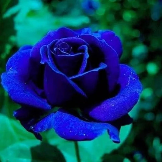 Blue Climbing Rose Seeds