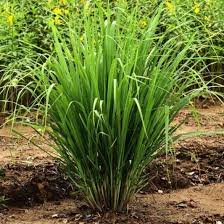 Grass Seeds - Best For Your Home Gardening | Pack Of 100 Seeds 🌱