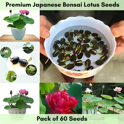 Premium Japanese Bonsai Lotus Seeds - High Fragrance (Pack of 60 seeds)